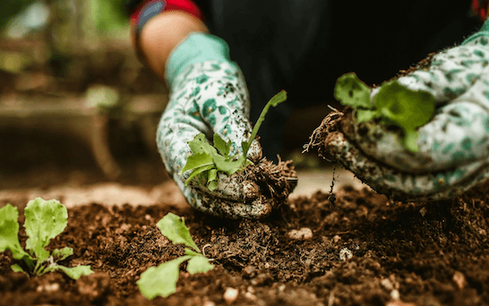 Glove handling a plant